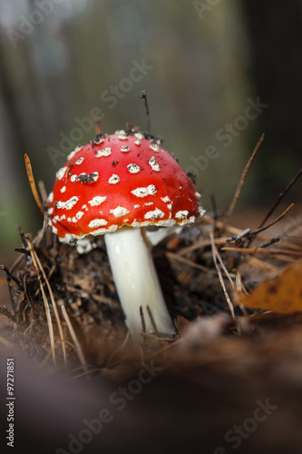 Inedible mushroom poisonous mushroom with a red hat in white dots