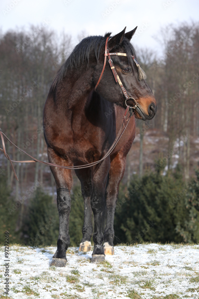 Beautiful quarter horse in winter Beautiful quarter horse in winter