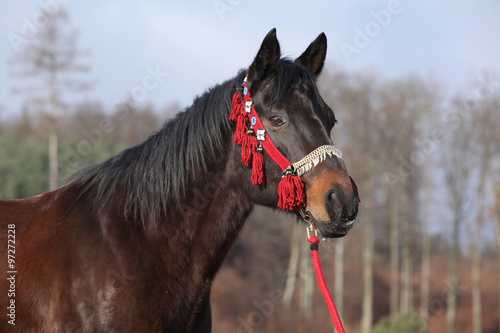 Beautiful quarter horse in winter photo