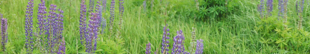 Panorama of a summer field, selective focus on left side. Panorama of a summer field, selective focus on left side.