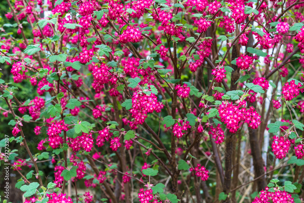 April blooming red flowering currant in spring garden bokeh background