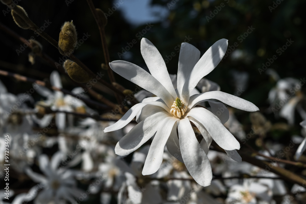 Fototapeta premium Abloom white star magnolia closeup blossoming flowers dark vintage background. Japanese tree magnolia stellata branches with white petals in springtime garden area. Family Magnoliaceae