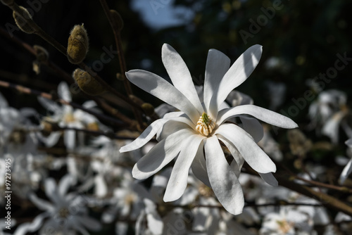 Abloom white star magnolia closeup blossoming flowers dark vintage background. Japanese tree magnolia stellata branches with white petals in springtime garden area. Family Magnoliaceae