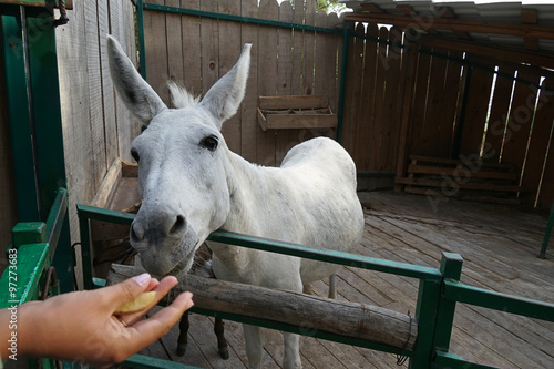 Foto donkey,