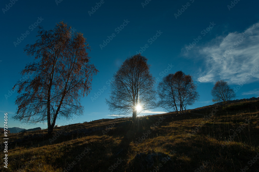 Birch trees in a meadow in the autumn sun Birch trees in a meadow in the autumn sun