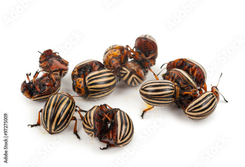 Colorado beetles