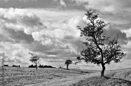 Fototapet Trees silhouetted against an overcast sky.