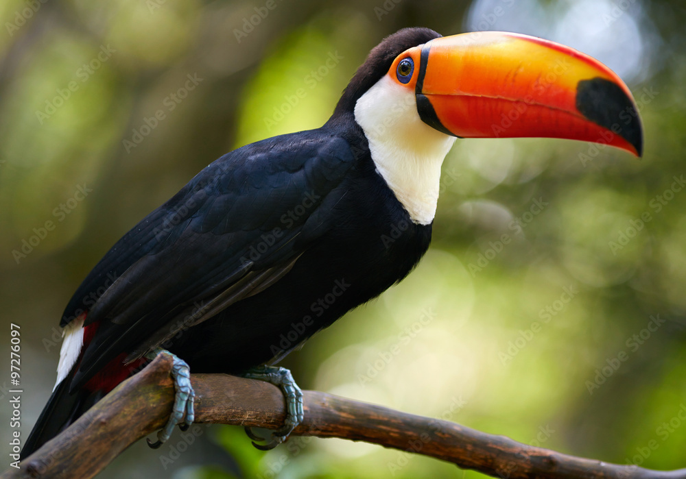 Naklejka premium Toucan on the branch