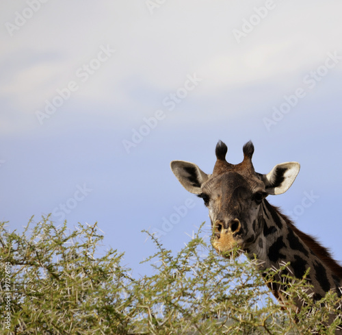 The animals of Africa. Giraffe