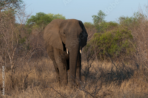 Elefant © photo4passion.at