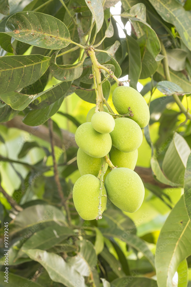 Mangoes on tree Mangoes on tree