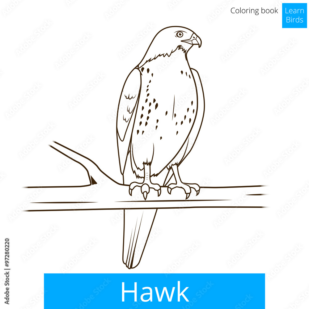 Hawk bird learn birds coloring book vector Stock Vector | Adobe Stock