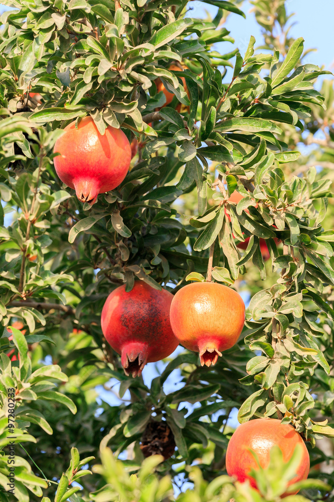 Closeup of bunch ripe pomegranates on a tree