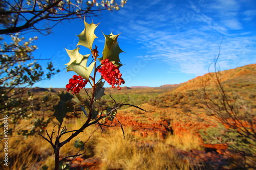Grevillea wickhamii in Trephina Gorge, Australia photo