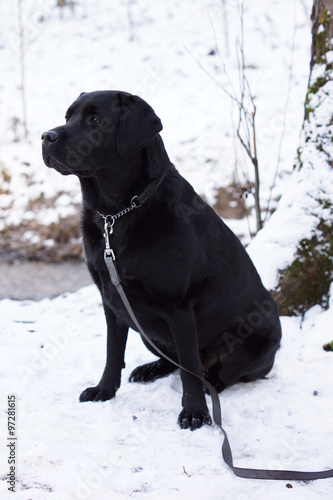 Black Labrador sitting in the snow.
