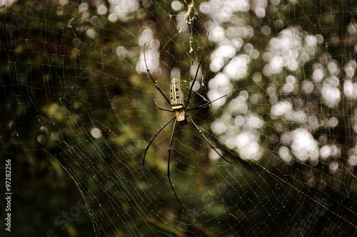 Spider 7 leg, Phu Kradueng national park, Thailand.