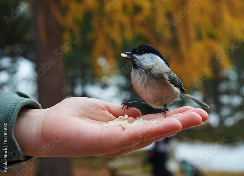 Confident tit eating from hand