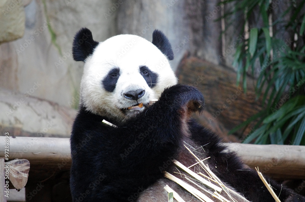 Fototapeta premium Panda Bear, Chiang Mai Zoo