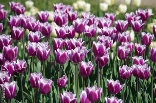 purple tulips