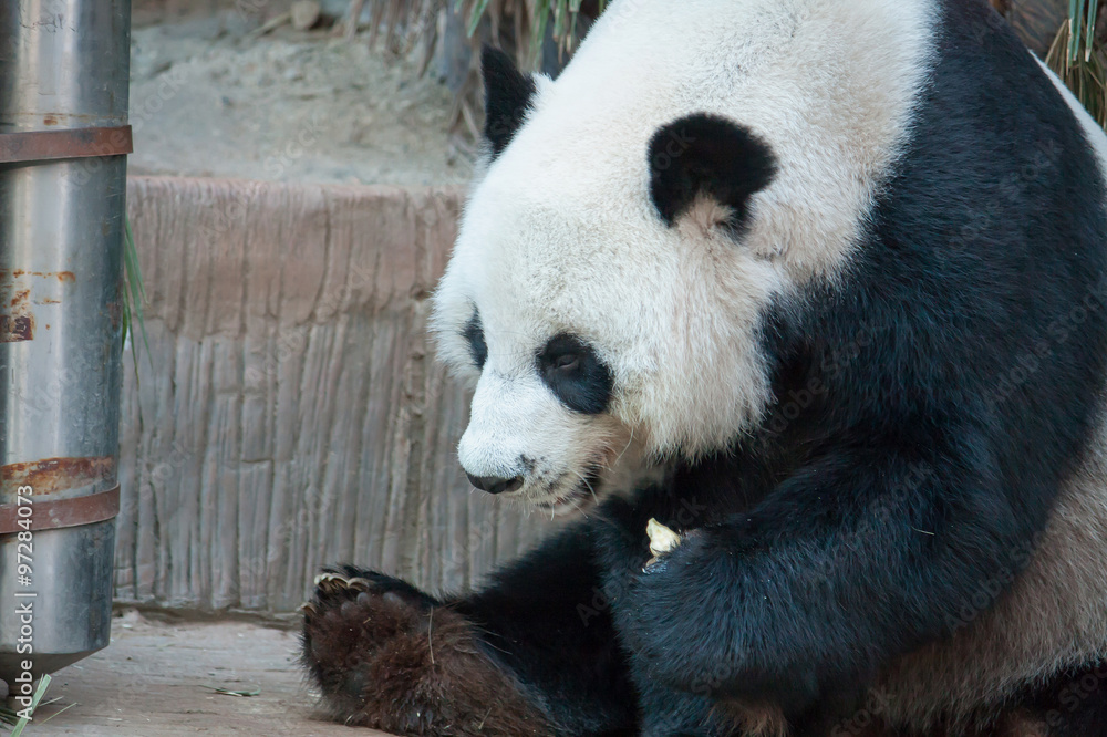 Fototapeta premium Hungry giant panda bear eating
