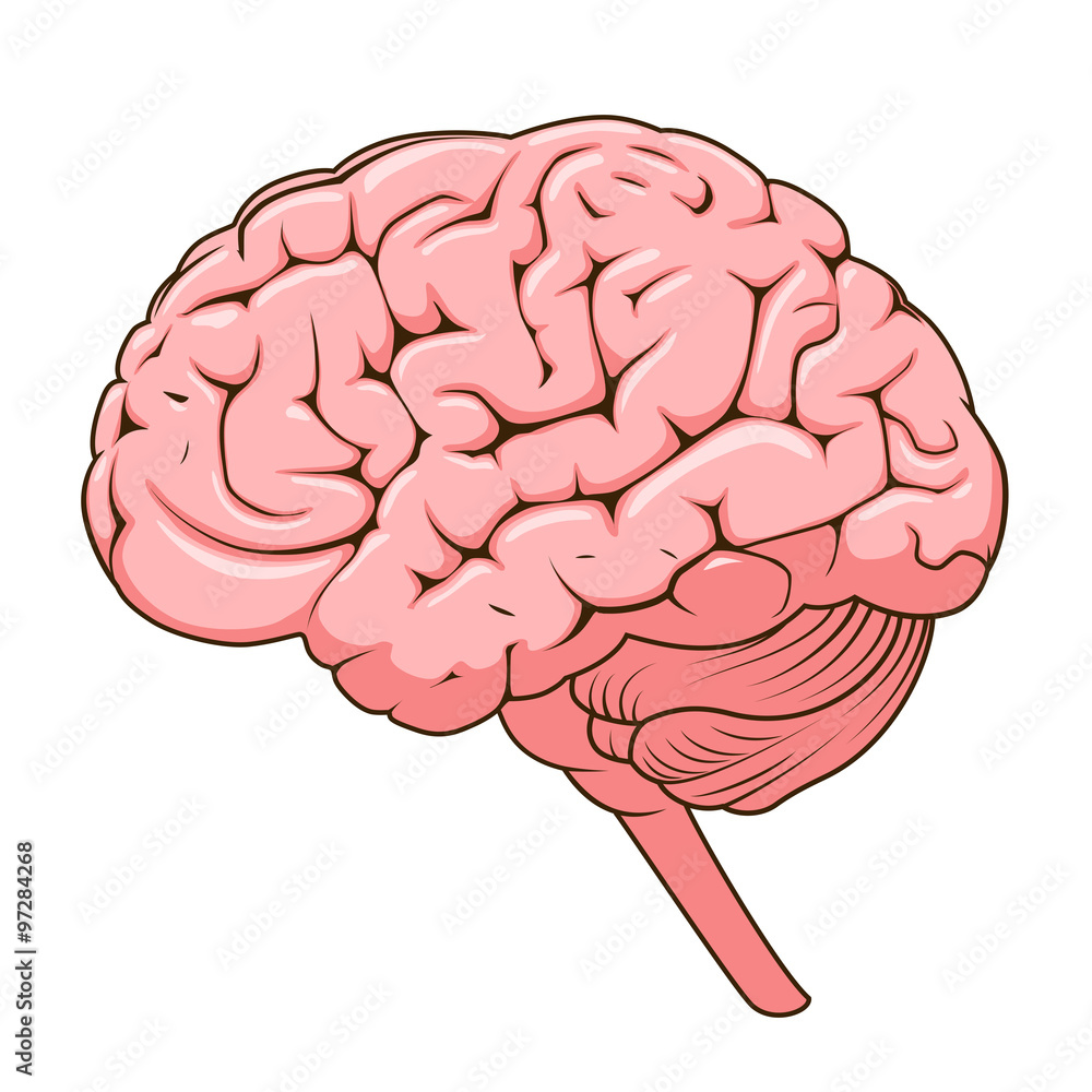 Structure of human brain schematic vector Stock Vector | Adobe Stock
