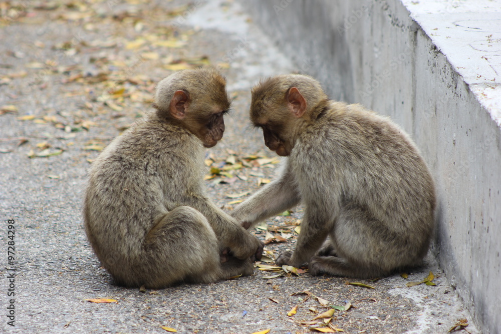 Baby Macaca monkeys share with each other