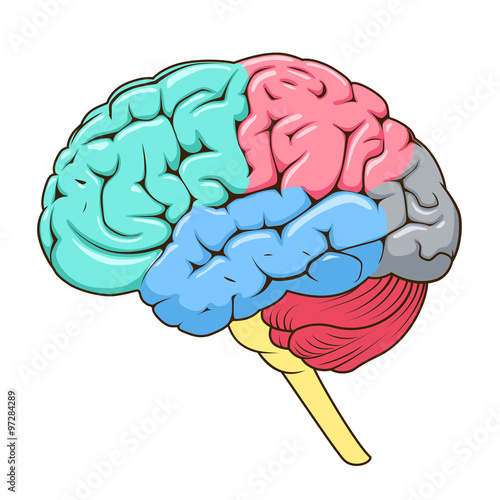 Structure of human brain schematic vector