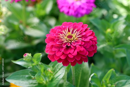 Zinnia. Plant flowers close up