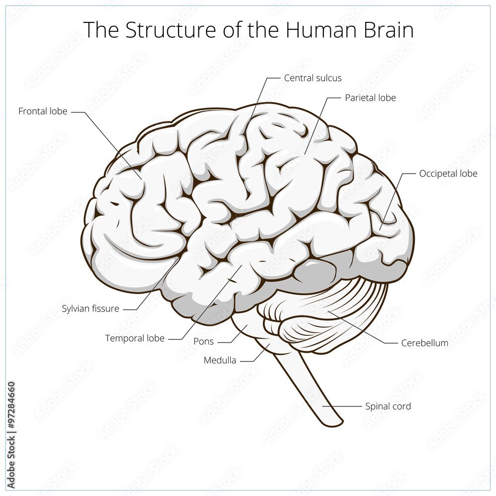 Structure of human brain schematic vector Structure of human brain schematic vector
