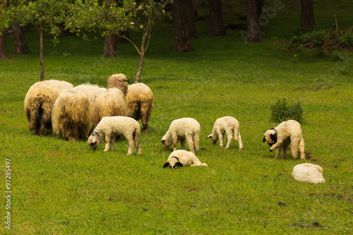 Herd of sheep on grassland