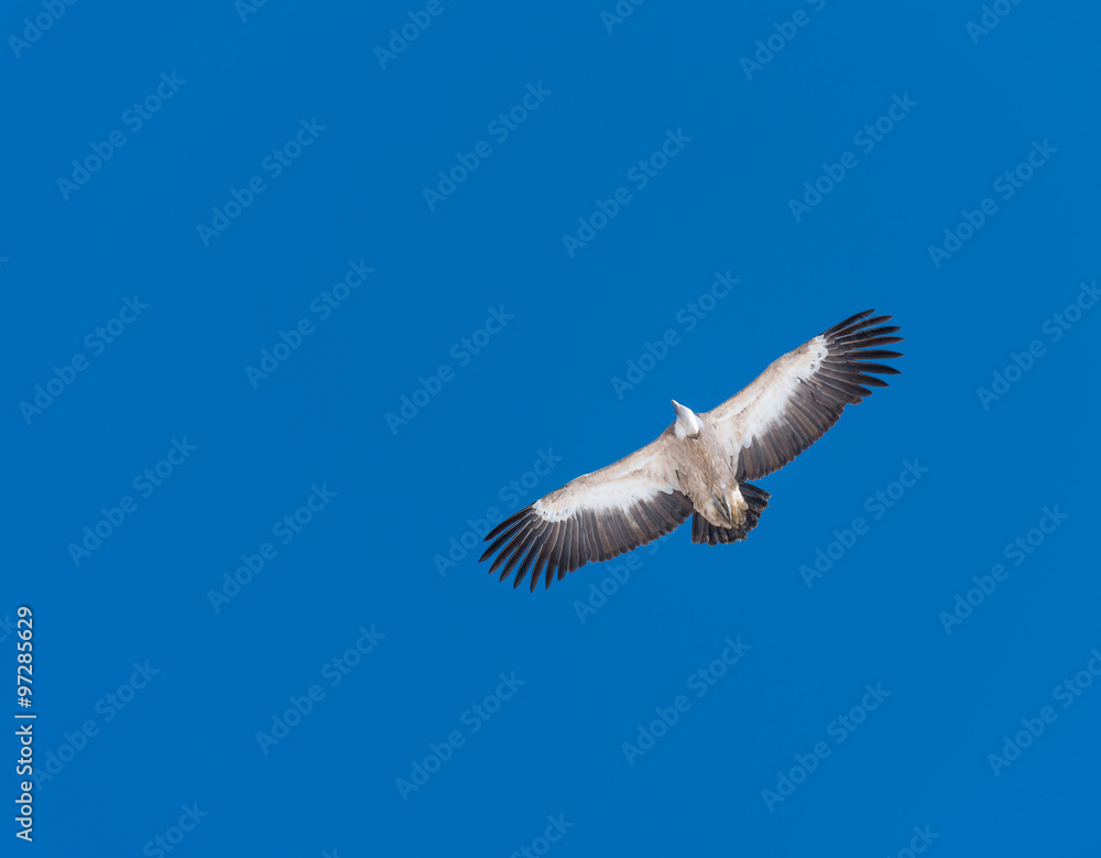 Fototapeta premium Gänsegeier (Gyps fulvus) im Flug