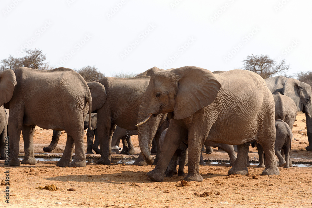 Fototapeta premium herd of African elephants at a waterhole