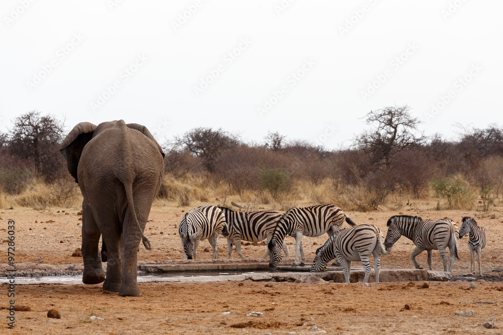 Fototapeta premium herd of African elephants at a waterhole