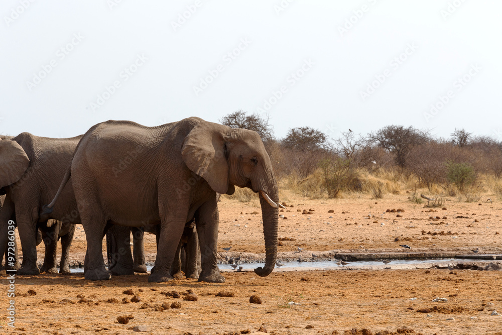 herd of African elephants at a waterhole