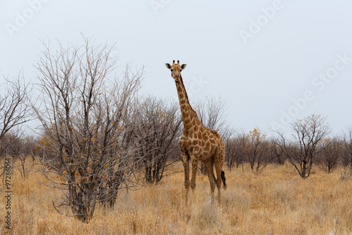 Giraffa camelopardalis near waterhole