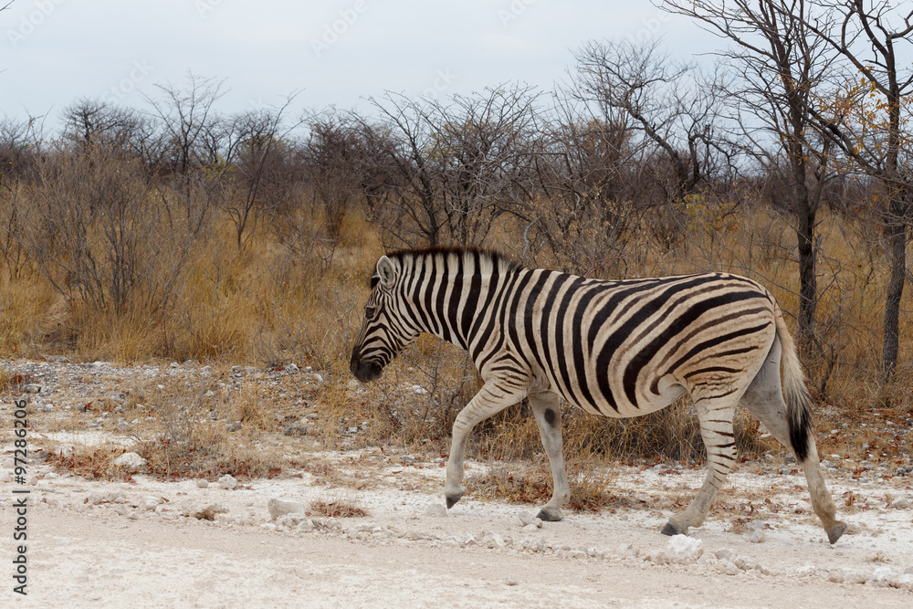 Obraz premium Zebra in african bush