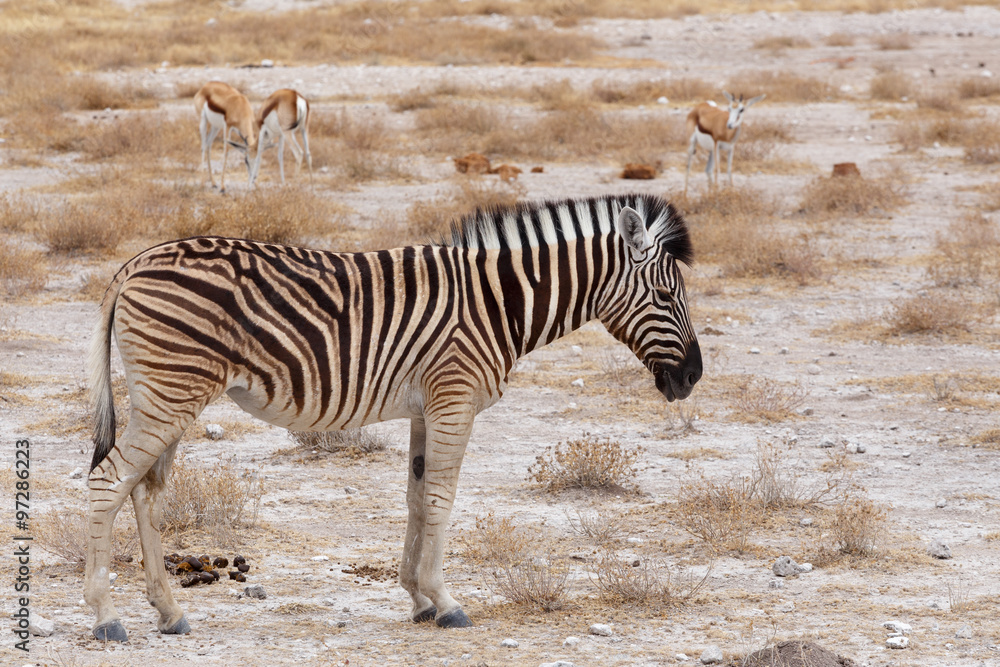Zebra in african bush Zebra in african bush