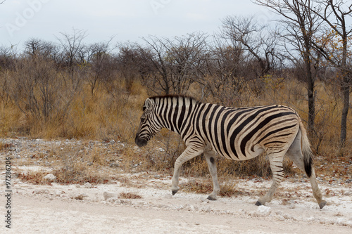 Zebra in african bush