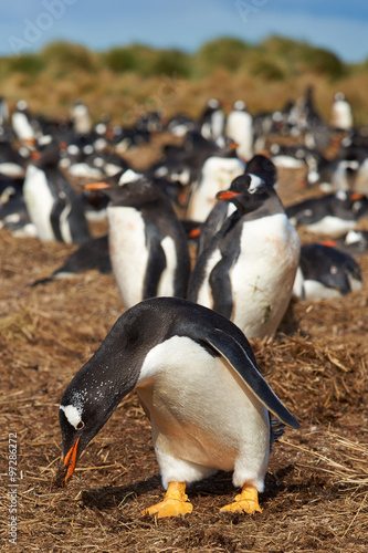 Gentoo Penguin (Pygoscelis papua) colony on Sealion Island in the Falkland Islands.