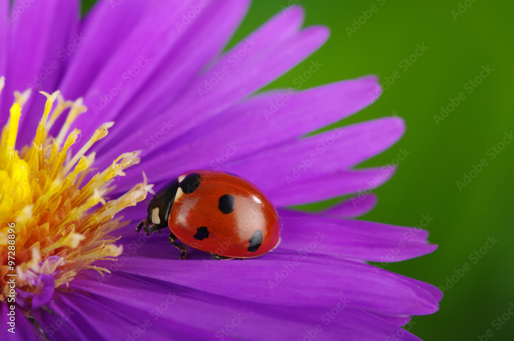 Naklejka premium Ladybug