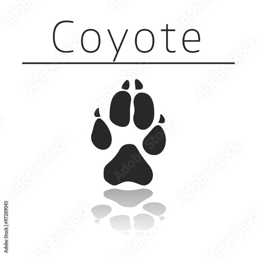 Coyote animal track