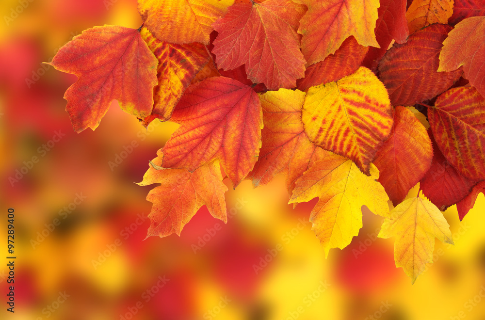 Fototapeta premium branch with autumn leaves