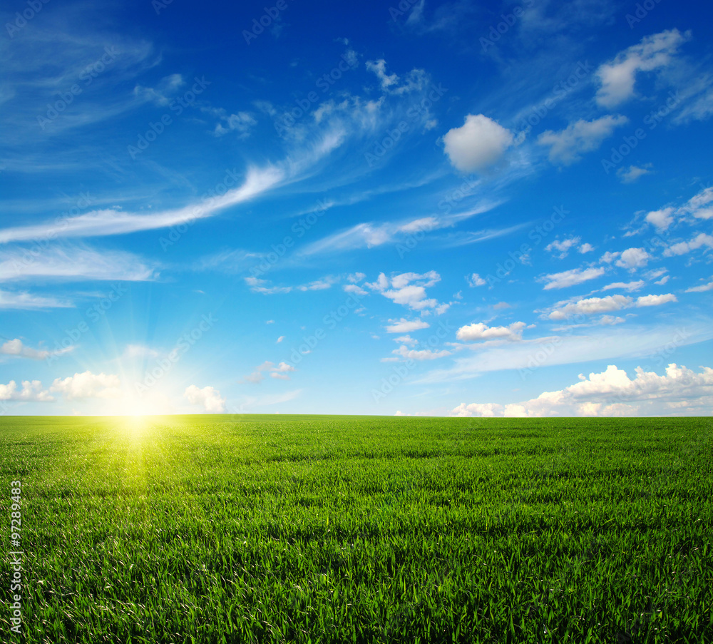 Obraz premium field and sun