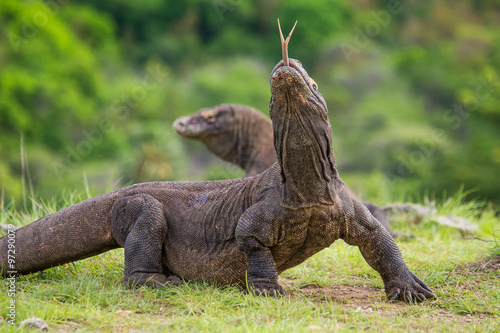 Fototapeta Naklejka Na Ścianę i Meble -  Komodo dragon is on the ground. Interesting perspective. The low point shooting. Indonesia. Komodo National Park. An excellent illustration.