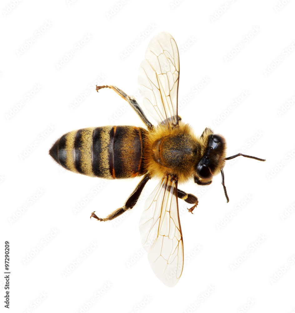 bee bee