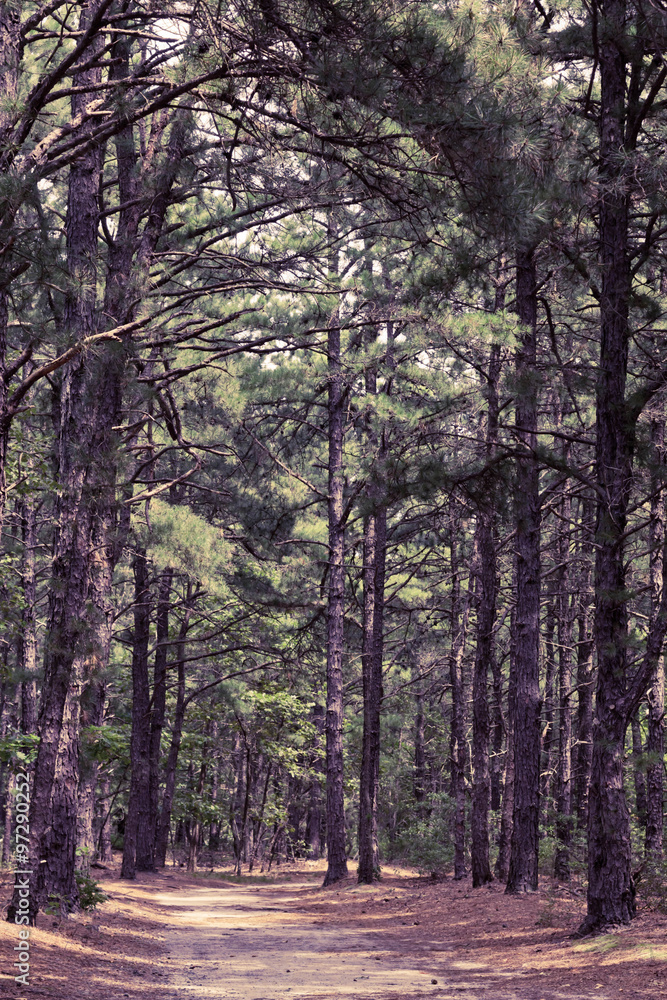 Fototapeta premium Pine Tree Trail