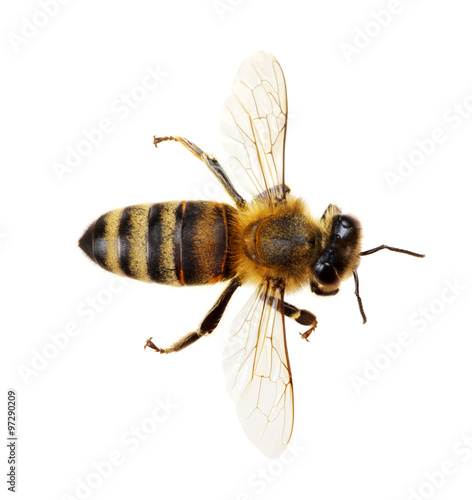 bee