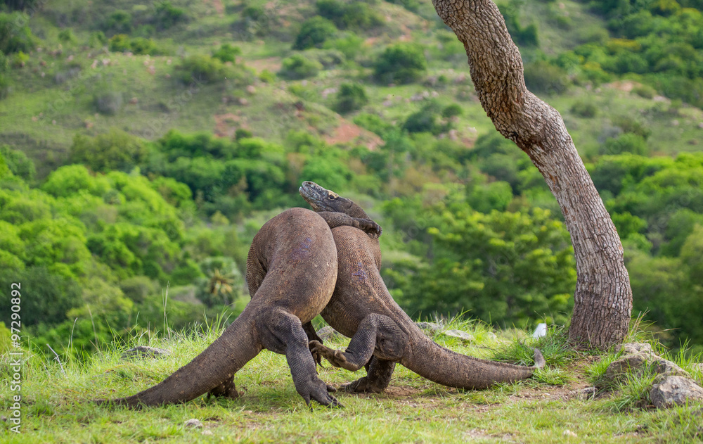 Obraz premium Komodo Dragons are fighting each other. Very rare picture. Indonesia. Komodo National Park. An excellent illustration.