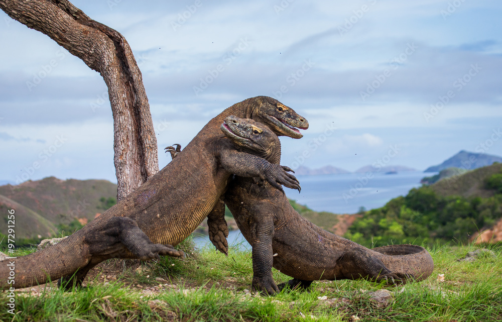 Fototapeta premium Komodo Dragons are fighting each other. Very rare picture. Indonesia. Komodo National Park. An excellent illustration.