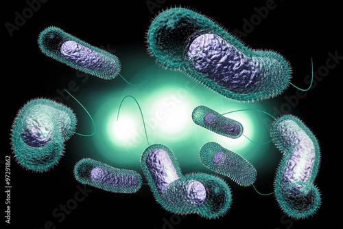 Cholera Bacteria